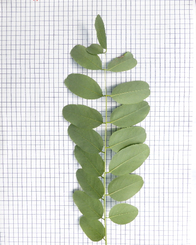 52 Blatt unten