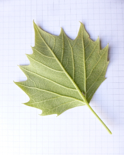 36 Blatt unten