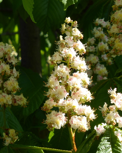 49 Blüten"kerze"