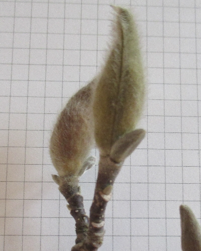 31 Blütenknospe