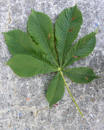 49 Blatt oben