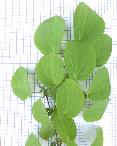 Blatt oben