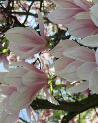 31 Blüten