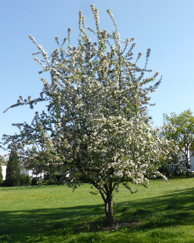 in voller Blüte
