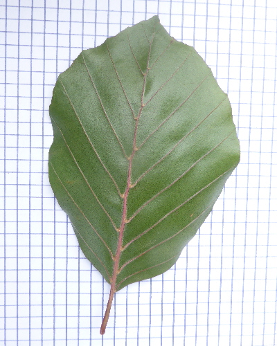 17 Blatt unten