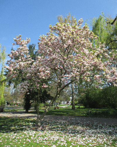 31 Frühling