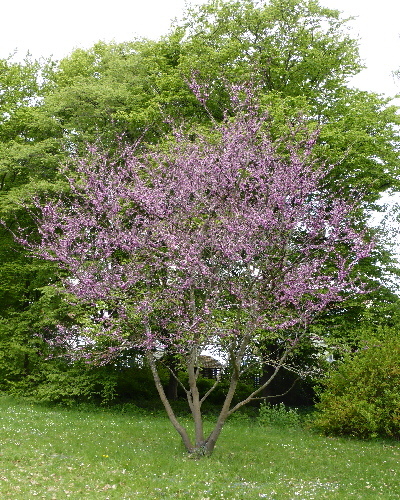 27 Frühling