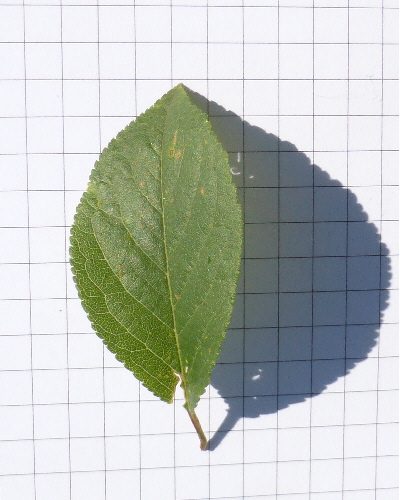 39 Blatt oben