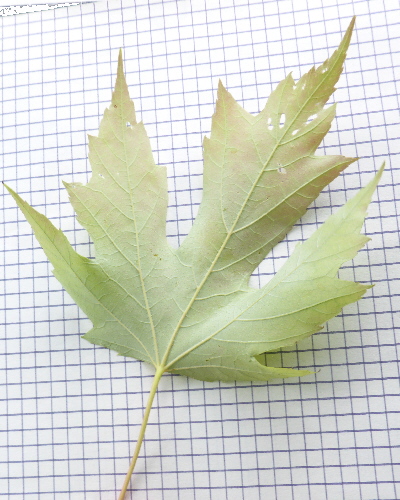05 Blatt unten