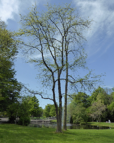 26 Frühling