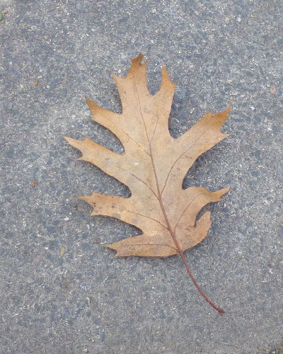 21 Herbstblatt