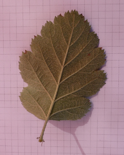 48 Blatt Unterseite