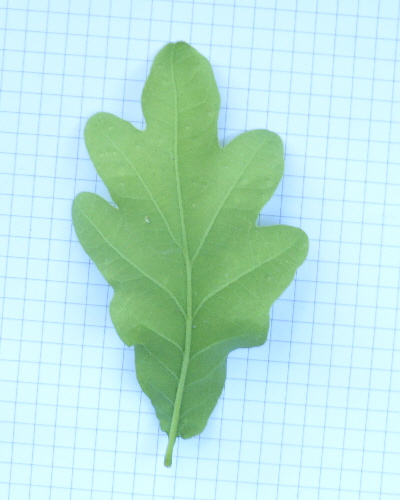 20 Blatt unten