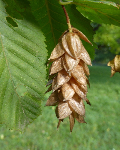 12 Frucht