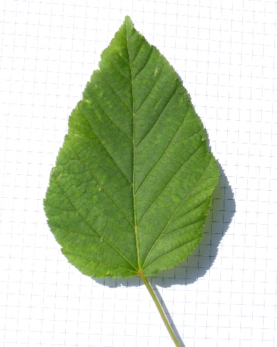 06 Blatt oben