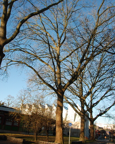 36 Winter