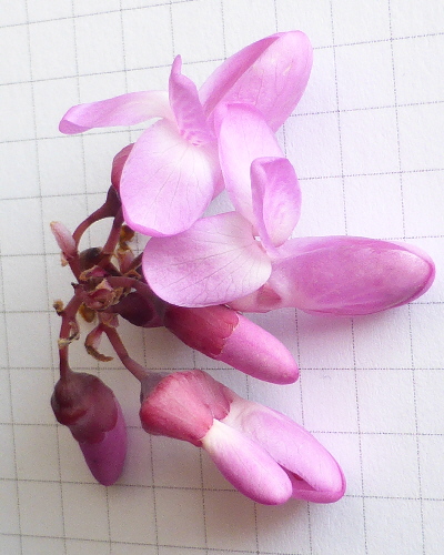 27 Blüte