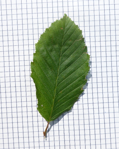 13 Blatt oben