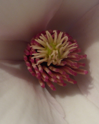 31 Blüte Detailansicht