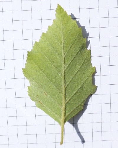 10 Blatt unten