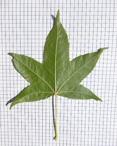 67 Blatt unten