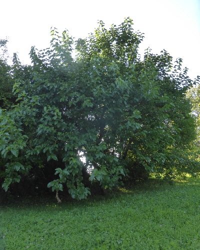 34 Sommer