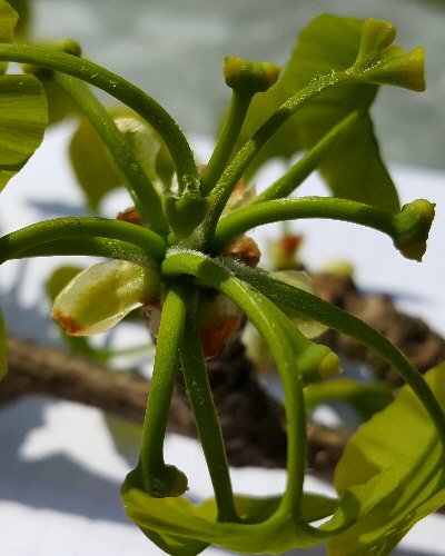 69 weibliche Blüte