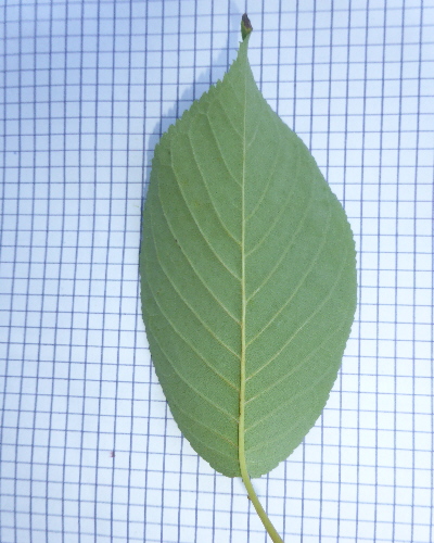 44 Blatt unten