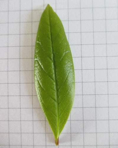 31 Blatt oben