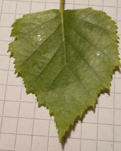 07 Blatt unten