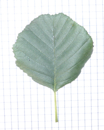 11 Blatt oben