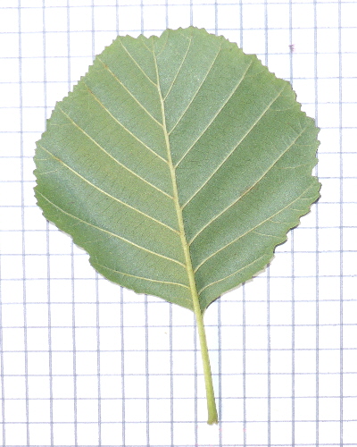 11 Blatt unten