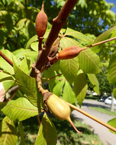 51 Frucht