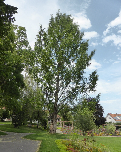 85 Sommer