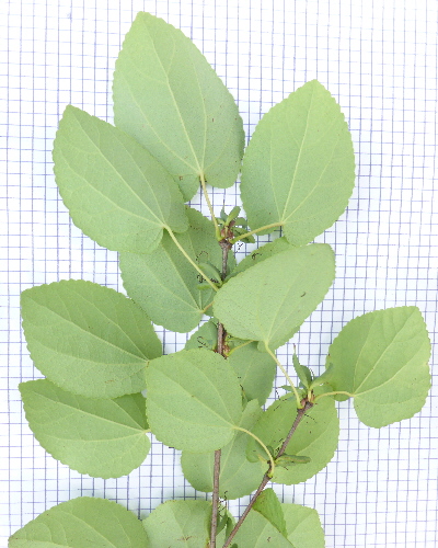 Blatt unten
