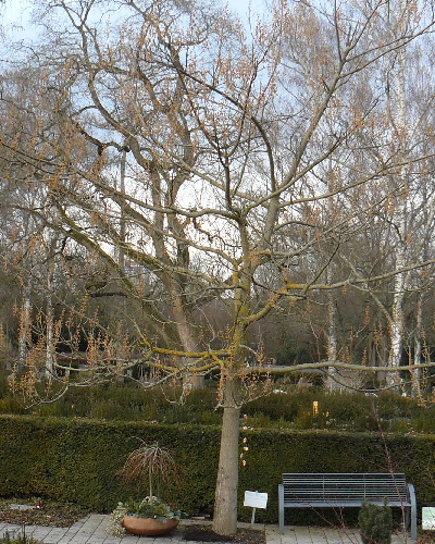 16 Winter