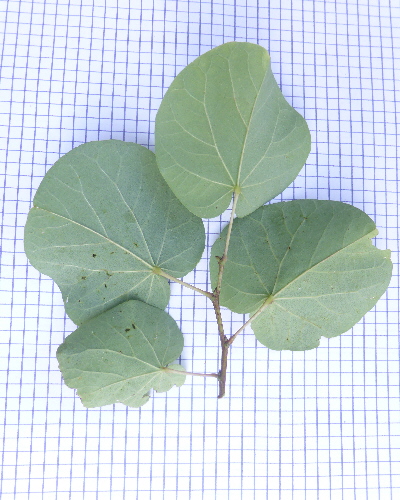 27 Blatt unten