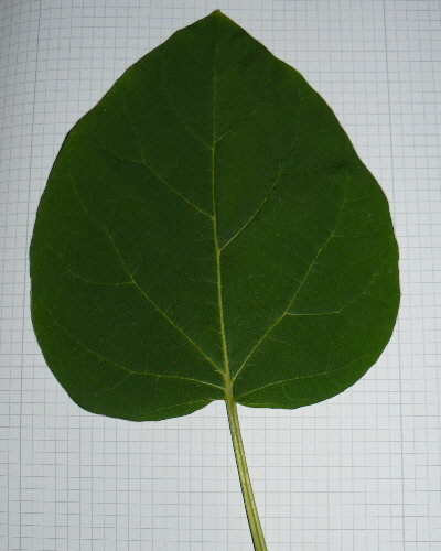 16 Blatt oben