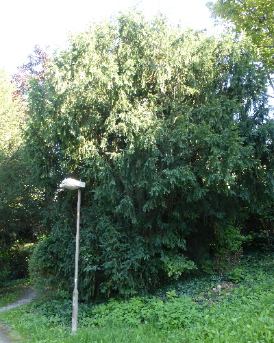 68 Sommer