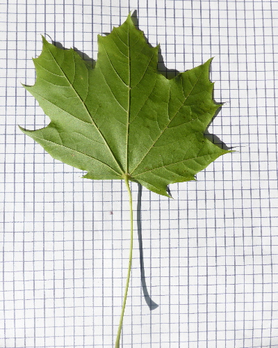03 Blatt unten