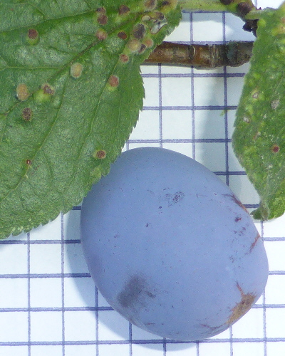 39 Frucht