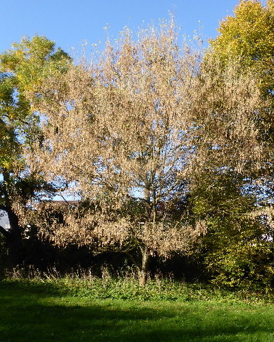 04 Herbst