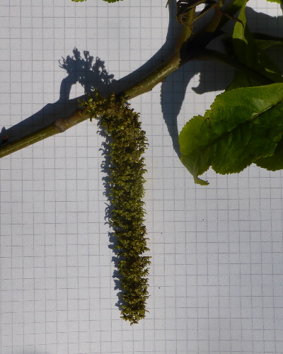 60 Blüte