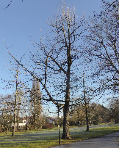 Winter 2