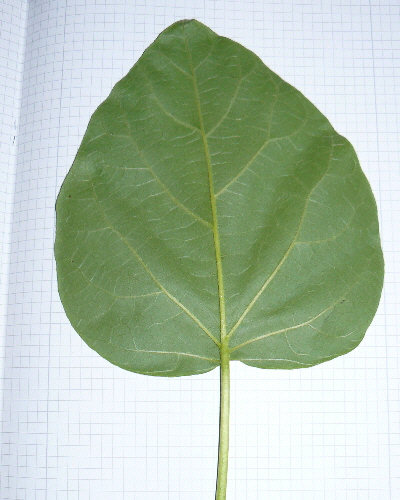 16 Blatt unten