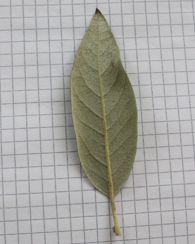 23 Blatt unten