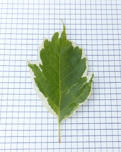 04 Blatt oben