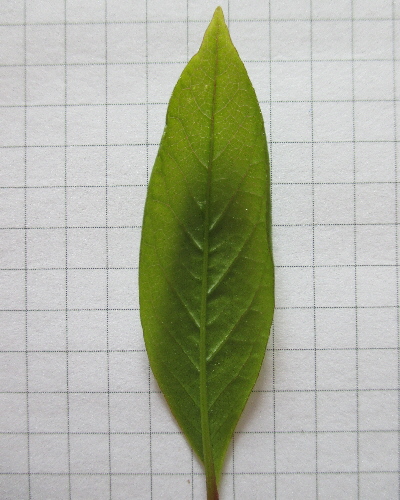 31 Blatt unten