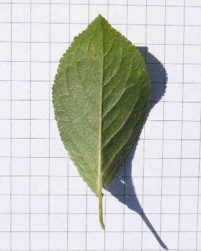 39 Blatt unten