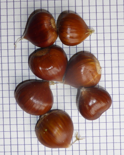 24 Früchte ohne Schale